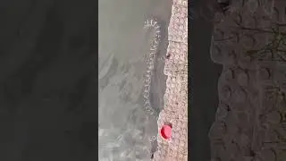 Kurnool people don't go KC Canal, This snake is in water,