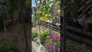 Удивительный австралийский крошечный домашний огород плодоносит круглый год