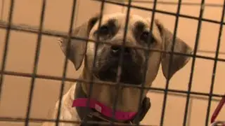Volunteer veterinarians desperately needed at Detroit Animal Care and Control
