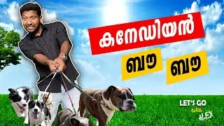 Canadian Dog | കാനഡയിലെ പട്ടികൾ #canada #dog #dogs #doglover #trending #shortsfeed