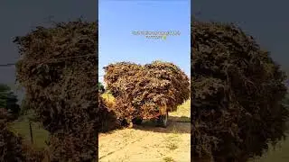 desi jugaad by tractor #desi #jugad #jugaad #farming #farmer #kheti #khetibadi  #tractor