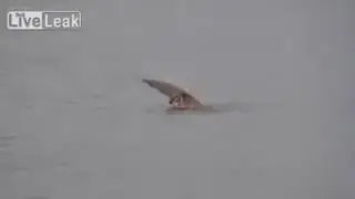 Think you've seen it all...here's an owl swimming?!