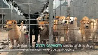 GivingTuesday Flight: Help Fly Shelter Pets to Homes for the Holidays