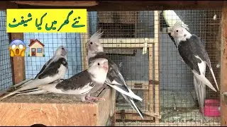 Cockatiels 🦜 ko kia new 💒 shift     !!AZ Bird's Form!!