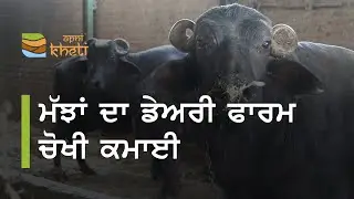 ਮੱਝਾਂ ਨਾਲ ਕਾਮਯਾਬ ਕੀਤਾ ਡੇਅਰੀ ਫਾਰਮ। successful Dairy Farm with 20 buffaloes