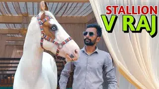 Horse breeding || stallion v raj @mitulpatelKaranasavfarm 