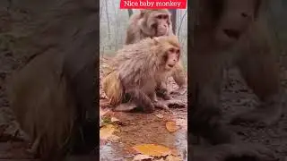 monkey fight nice baby 🐒#trending #animals #shortsfeed #shortsviral