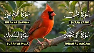 Very Nice Voice Surah Yaseen | Surah Rahman | Surah Waqiah | Surah Mulk l Reciter Muhammad Wajih