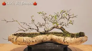 Bonsai Ulmus minor var. raft