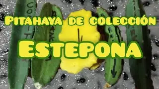 Recibimos  nuevas variedades desde Perú