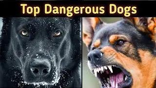 Top 10 Most Dangerous Dogs Breed In The World 😱🐕