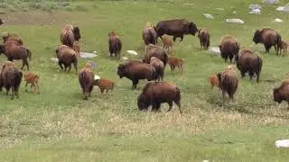 Bison stampede in Yellowstone