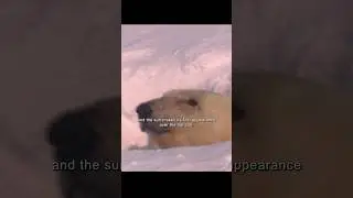 It's surprising that a polar bear's maternal instinct is so strong.#animals #wildlife #video #shorts