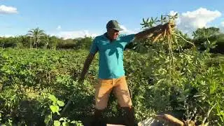 TARDE NA ROÇA ARRANCANDO MANDIOCA PARA FAZER RAÇÃO PARA AS GALINHAS