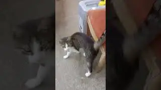 Moj stari drugar.
