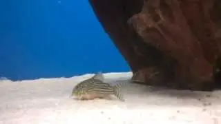 Corydoras Sterbai #4 (Kirysek Sterby, Sterbas Panzerwels, Sterba's corydoras,corydoras de Sterba)