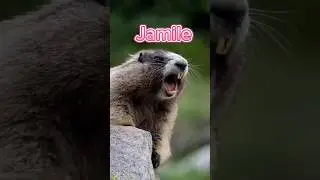 cad&ecirc; a Jamile? #shortvideo #divers&atilde;o #viral #radical #aventura #meme #marmota #video #memes #shorts