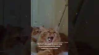 oyen barbar