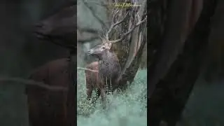 RUSA JANTAN