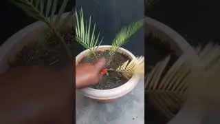 Cycas plant !! Sago plant care#shorts#garden#preet