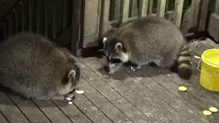 Среда, 29 октября 2025 г., закусочная Raccoon Diner