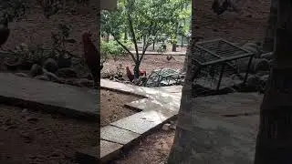 Group of cocks