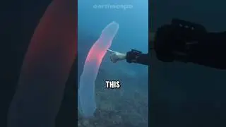 What exactly are pyrosomes?