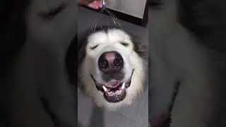 Head massage leaves husky satisfied
