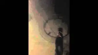 Cat in harness and leash