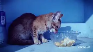 Found Baby Cat