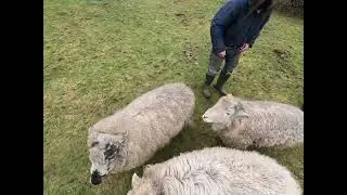 Morning Sheep Time 25 Jan 2026