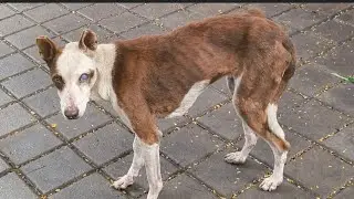 One Eyes Blind Dog Starving for Food-Heart Breaking Scenes | Helpless Animals