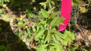 Spiraea alba (Rosaceae) meadowsweet