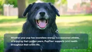 PupFlex+ Advanced Hip & Joint Soft Chews for Dogs with UC-ll&reg; Collagen by BioPup&trade;.