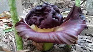 Flower of elephant foot yam