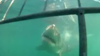 Crazy Great White Shark Cage Diving Attack in Gansbaai, South Africa