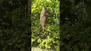 Unsere Bienen schw&auml;rmen im Mai 2024