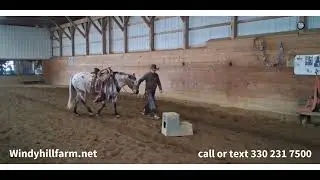 Very nice appy pony. Windyhillfarm.net 