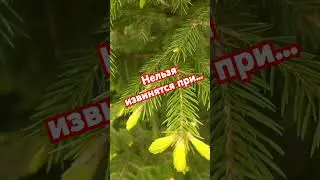 #shorst Нельзя извиняться при...