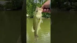 Dark Matter floating shaky head worm putting in work on Kentucky Lake #fishing #bassfishing #angler