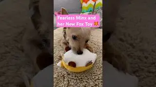 Fearless Minx and her new Fox Toy #fox #dogtoys