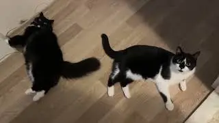 Morning Cat Fight at 5 A.M.  朝の5時から元気にケンカ