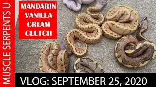 MANDARIN VANILLA CREAM GENE COMBOS! Sept 25, 2020