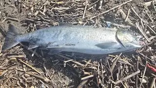 ｢北海道、釣り｣5度目の釣行にて2シーズンぶりのアキアジ