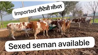 Imported sexed semen available in Punjab -9304000100