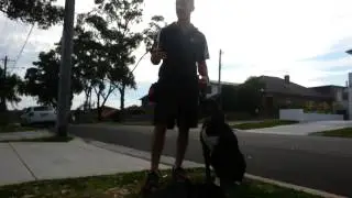 Nooch's Pooches - Dog aggression rehab