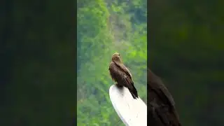King Of Sky -Eagle On The Dish #eagle #shortsyoutube #shortsvideo