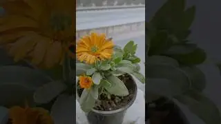 💐beautiful flowers plant 🌱 कैलेंडुला✨#shorts #trending #viral #garden #nature #clip