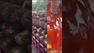 Oil Palm Farming is the Real Oil Money in Nigeria for 2025 #trending #palmoil
