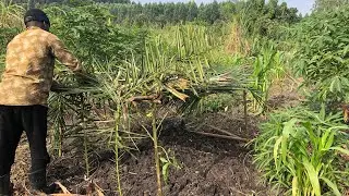 Preparing a nursery bed for Tomatoes and Onions 🍅 🧅 🌞🤗